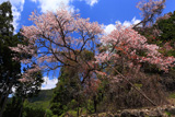 塩野の遠山桜