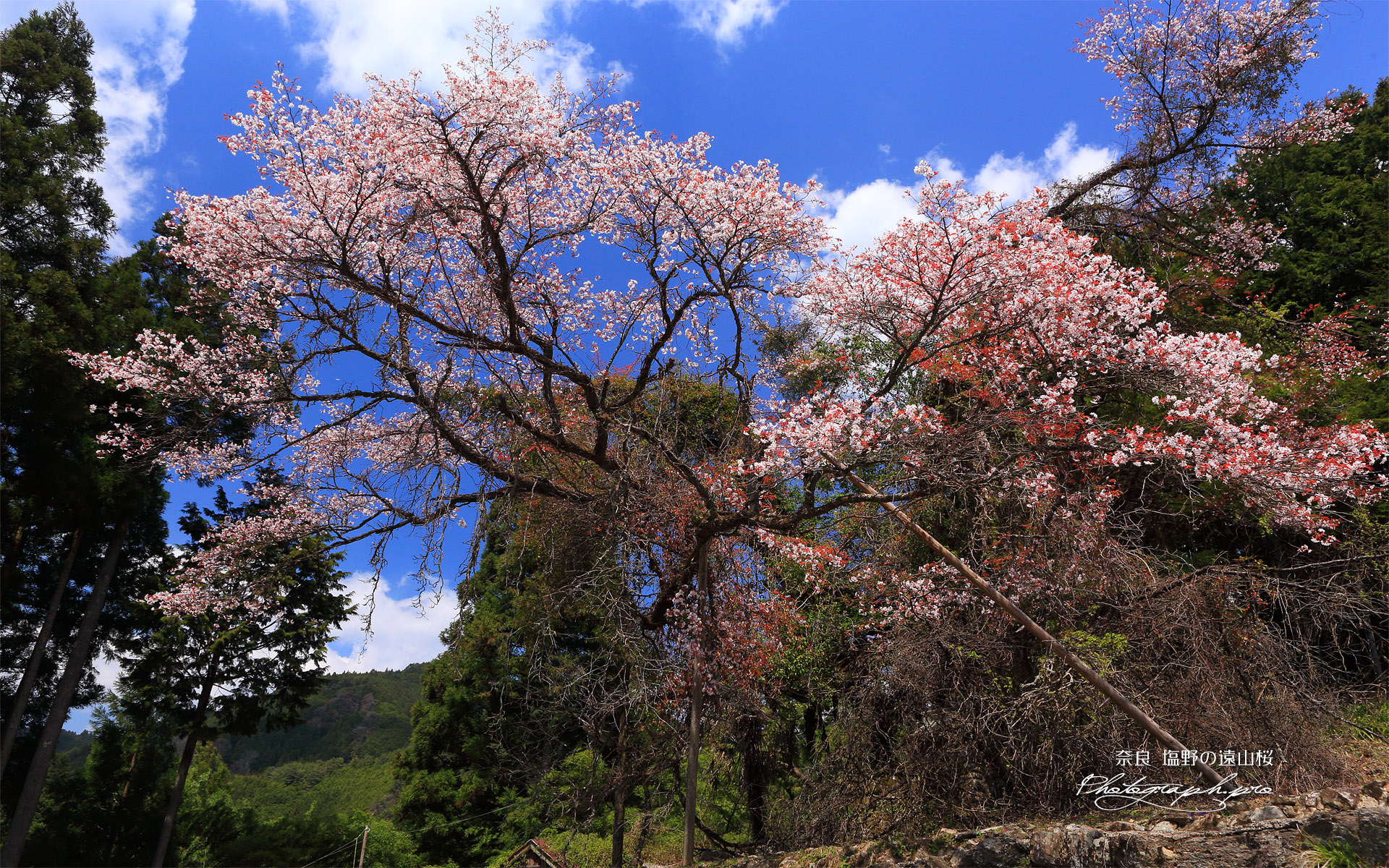 塩野の遠山桜