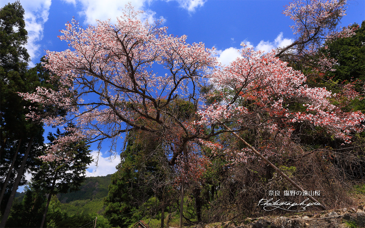 塩野の遠山桜 壁紙