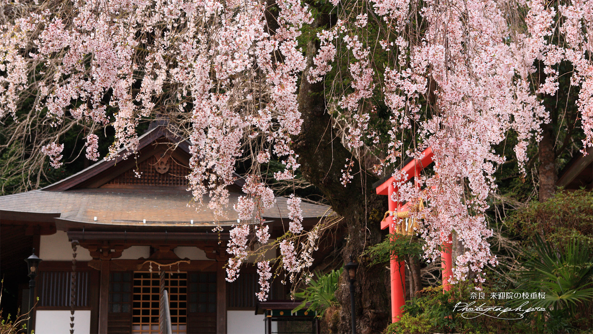 来迎院のしだれ桜