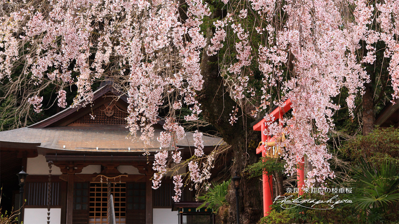 来迎院のしだれ桜 壁紙