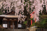 来迎院のしだれ桜