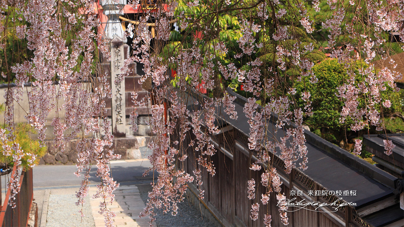 来迎院の枝垂桜 壁紙