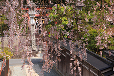 来迎院の枝垂桜