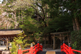 天河大弁財天社の薄墨桜