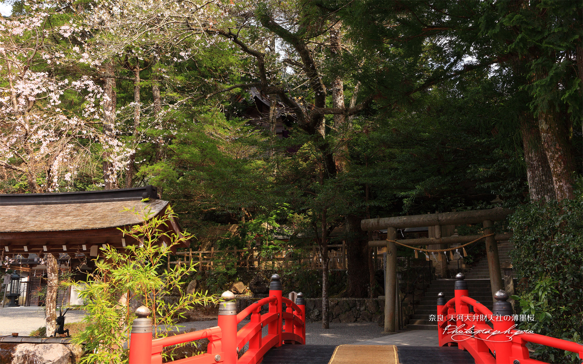 天河大弁財天社の薄墨桜