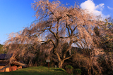 大照寺跡枝垂桜