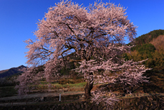 善兵衛桜