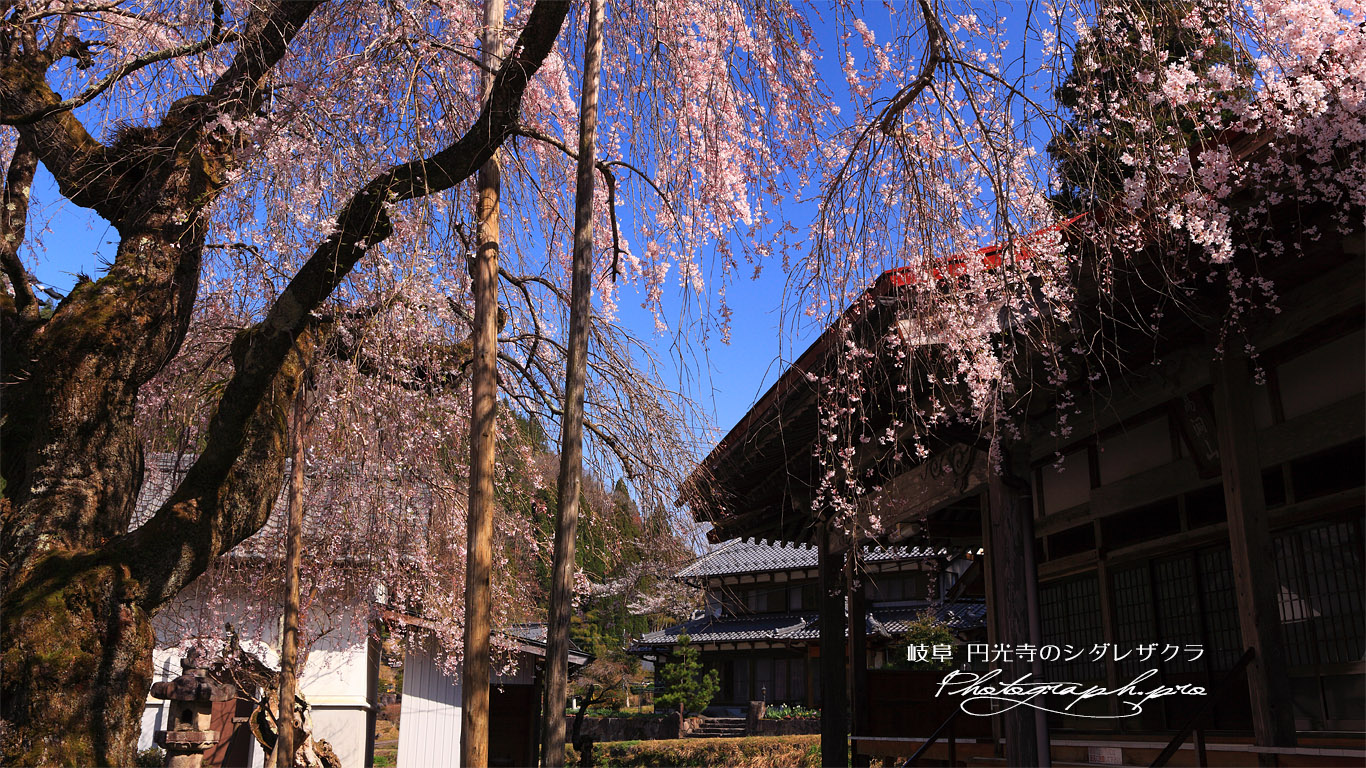 円光寺のしだれ桜 壁紙