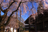 円光寺のしだれ桜