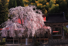 円光寺のシダレザクラ