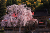 円光寺のシダレザクラ