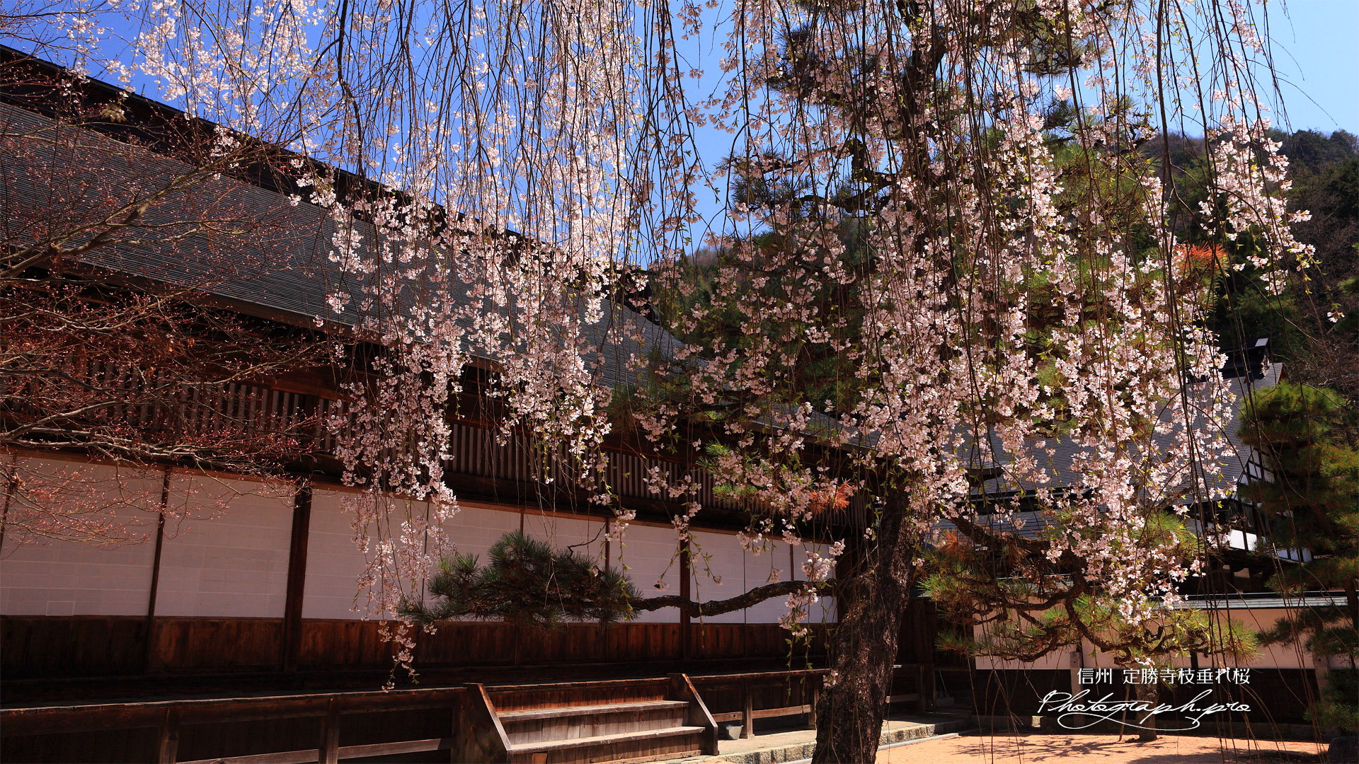 定勝寺のしだれ桜