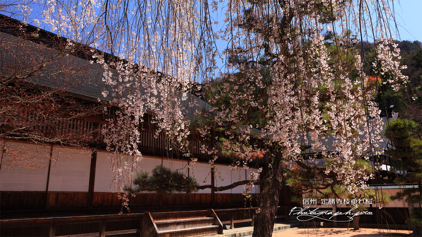 定勝寺のしだれ桜 壁紙