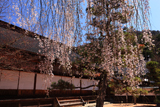 定勝寺のしだれ桜