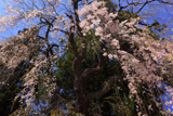 定勝寺のシダレザクラ