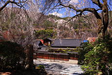 定勝寺枝垂れ桜