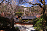 定勝寺枝垂れ桜
