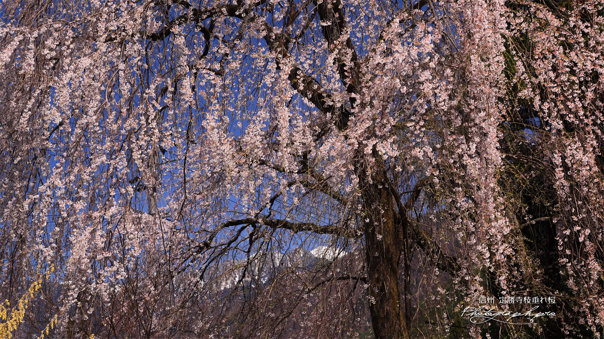 定勝寺の枝垂桜