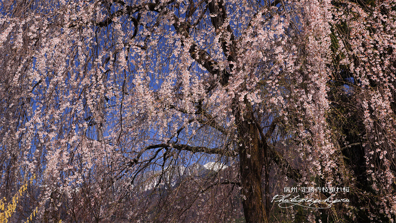 定勝寺の枝垂桜 壁紙