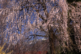 定勝寺の枝垂桜