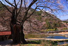 信州木曽の桜