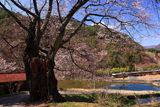 木曽地域の桜