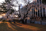 塩尻市役所の桜