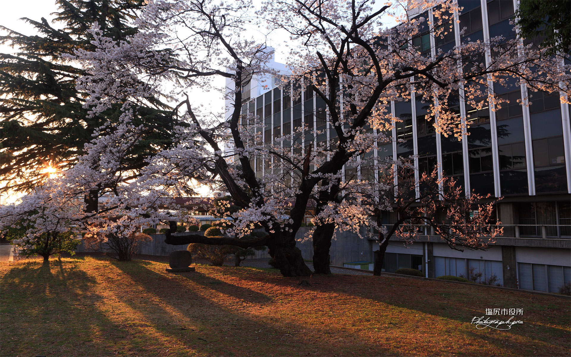 塩尻市役所の桜