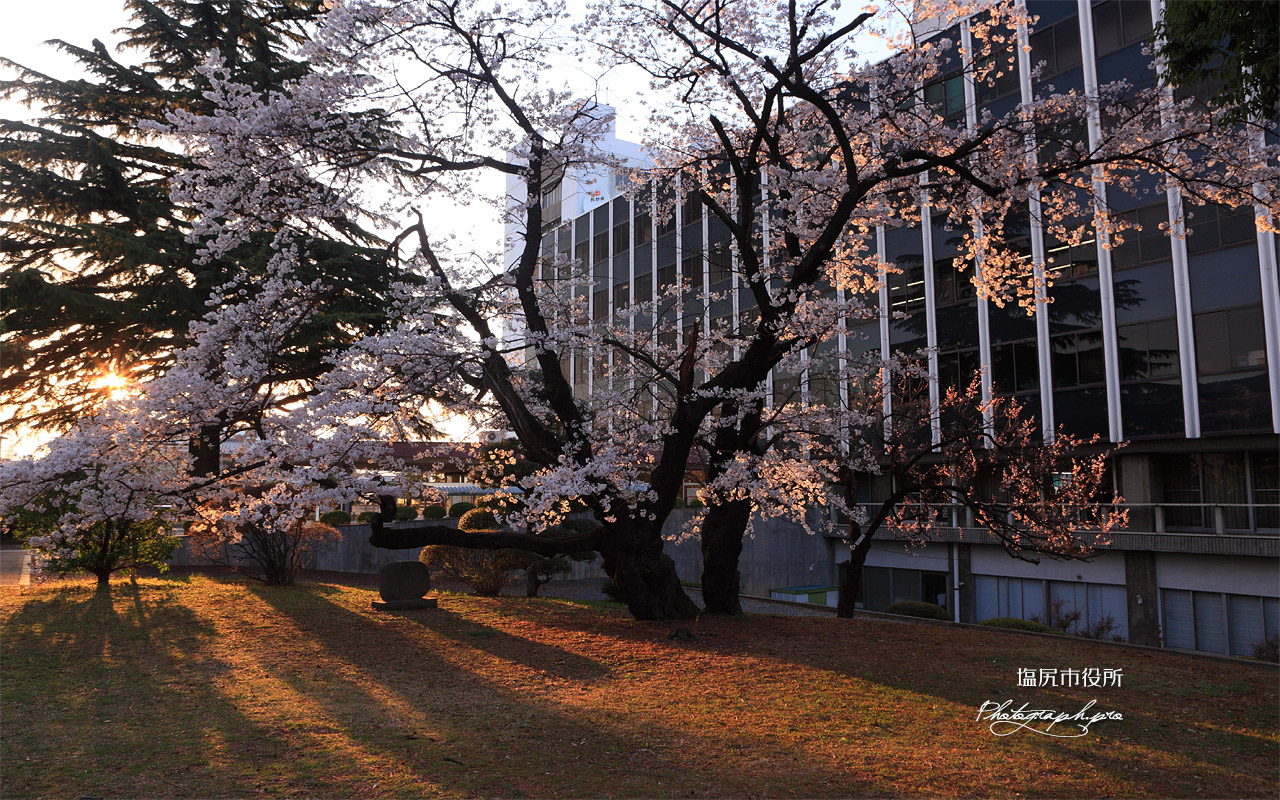 塩尻市役所の桜 壁紙