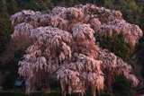 北小倉の枝垂れ桜