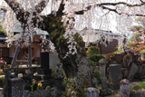 法光寺のしだれ桜