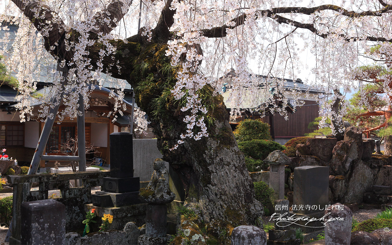 法光寺のしだれ桜 壁紙