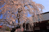 法光寺のしだれ桜