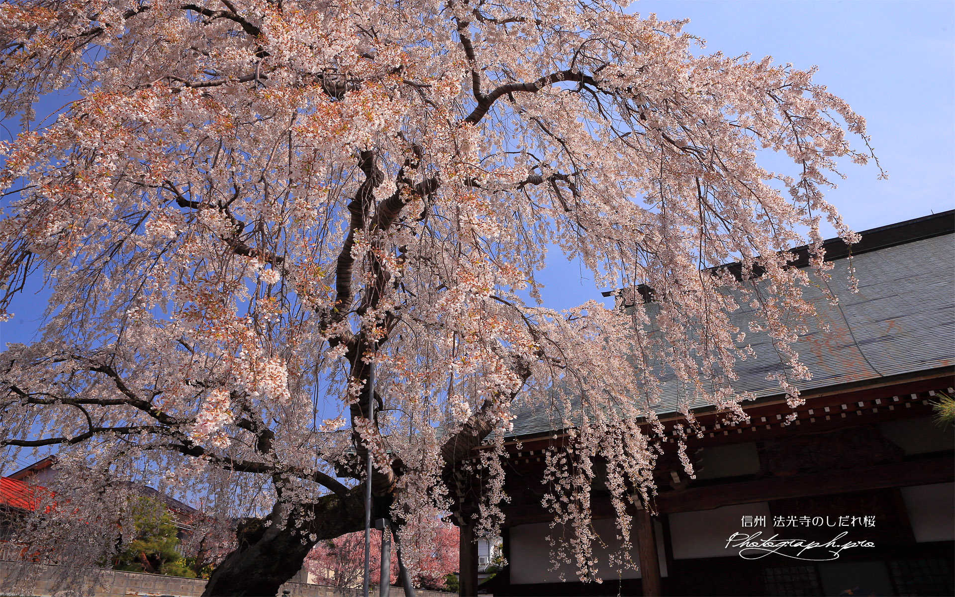 法光寺のしだれ桜