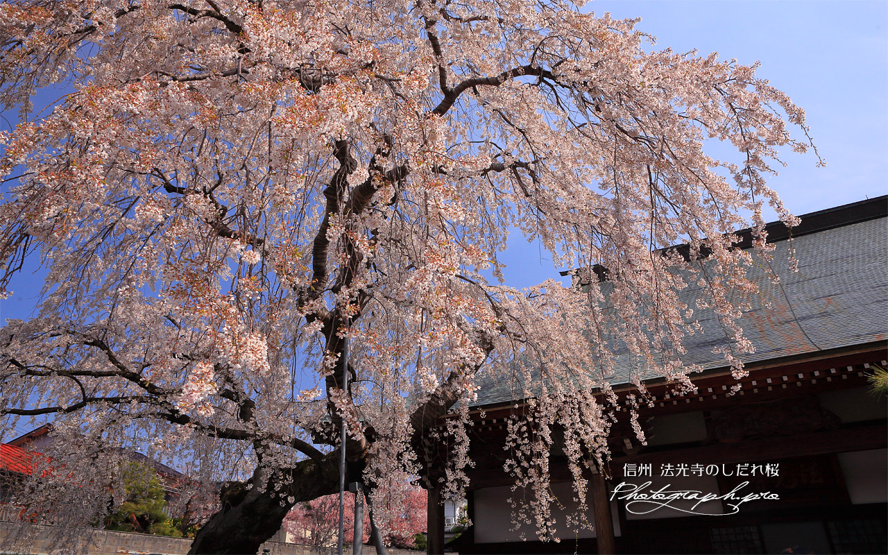 法光寺のしだれ桜 壁紙