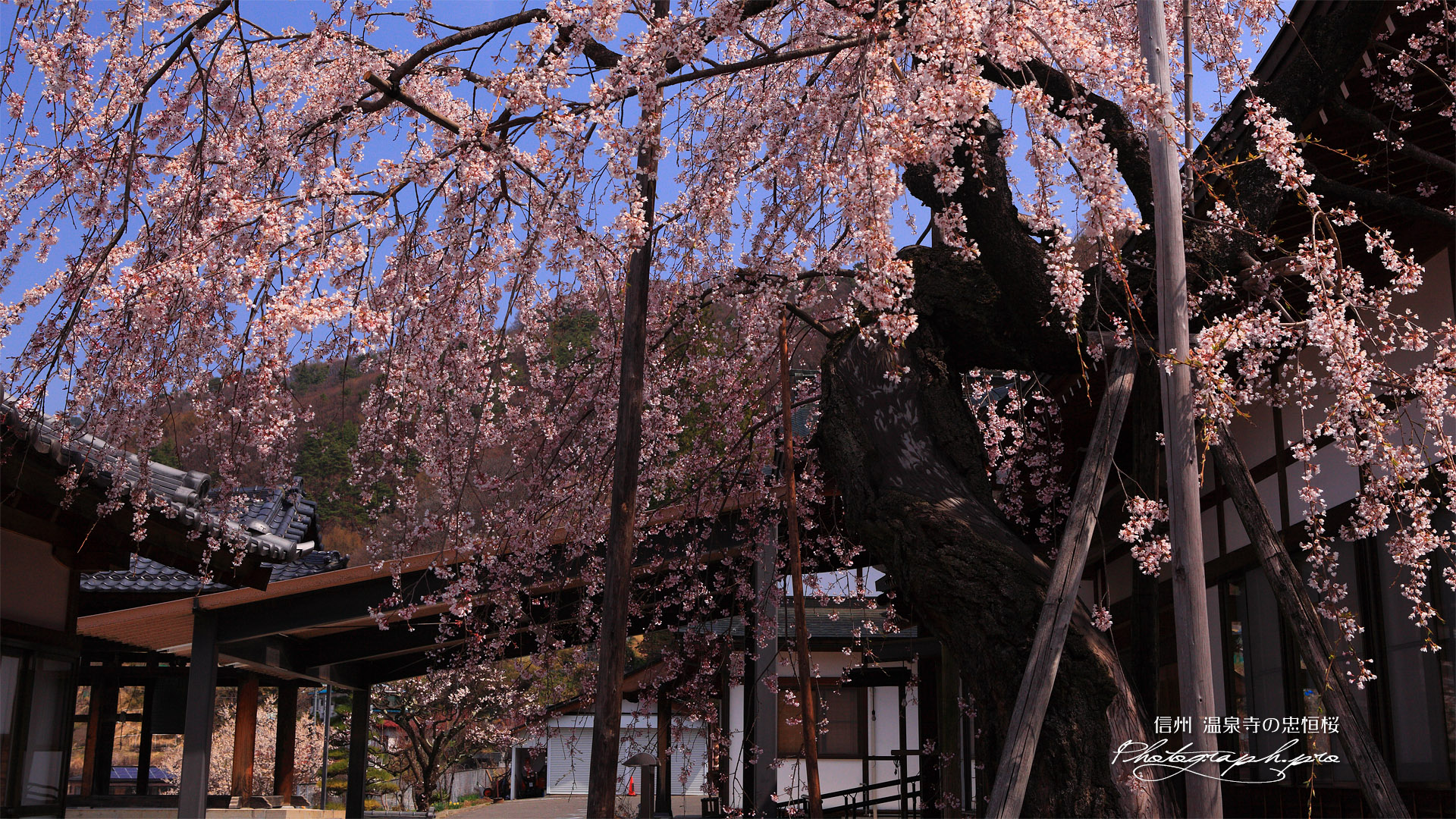 温泉寺の忠恒櫻