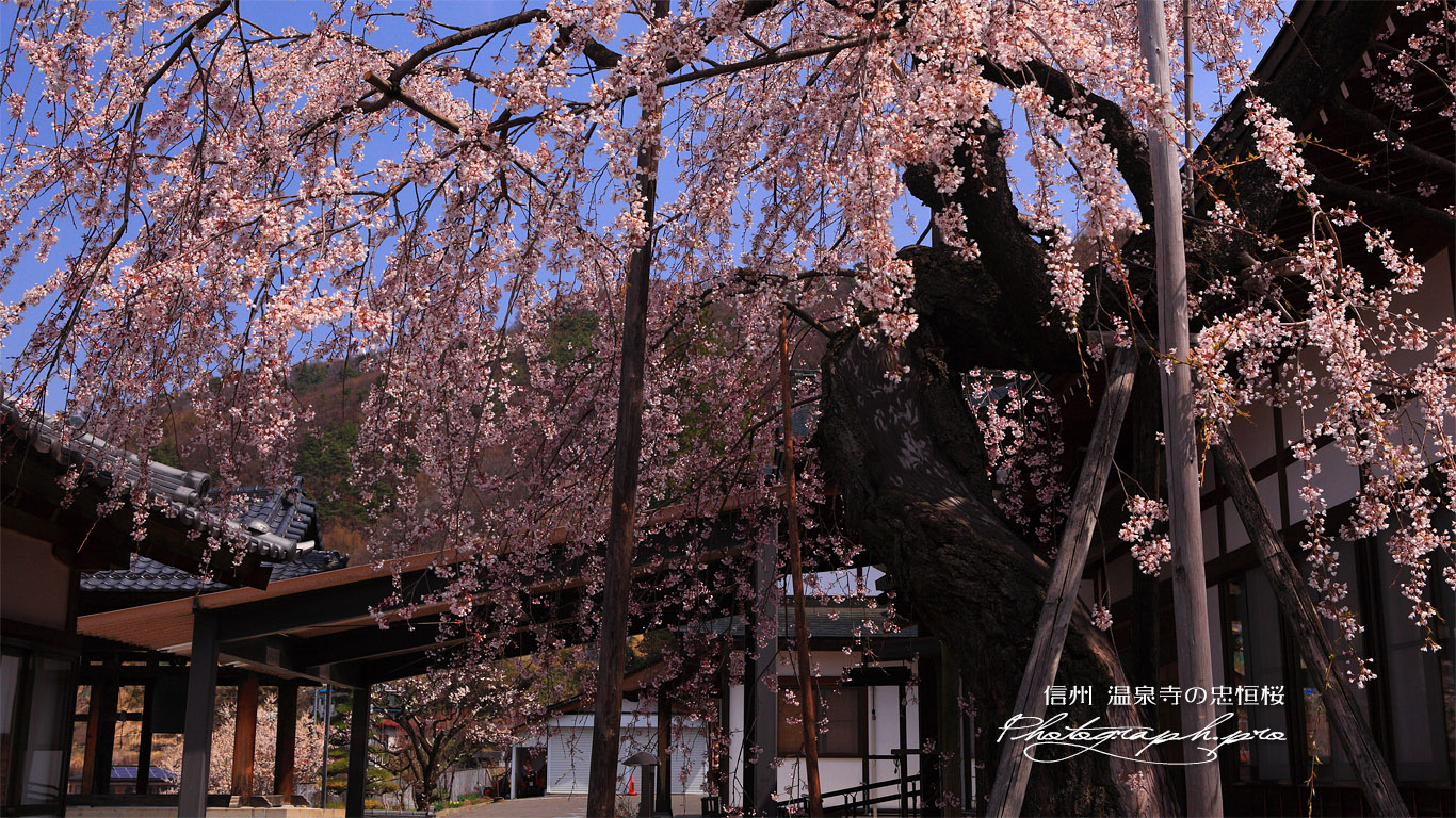 温泉寺の忠恒櫻 壁紙