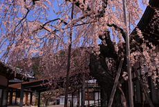 温泉寺のシダレザクラ