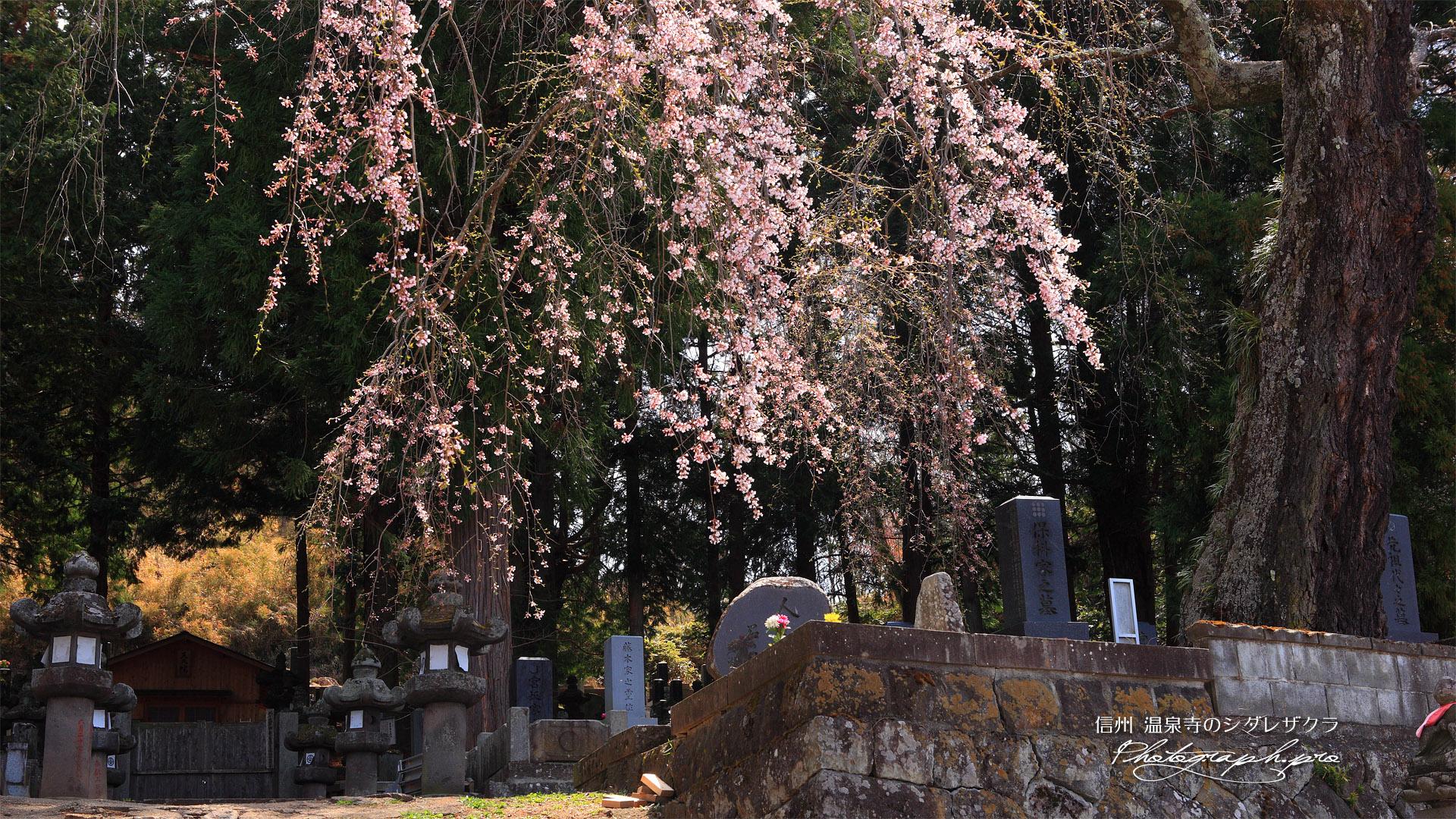 温泉寺のシダレザクラ（A樹）