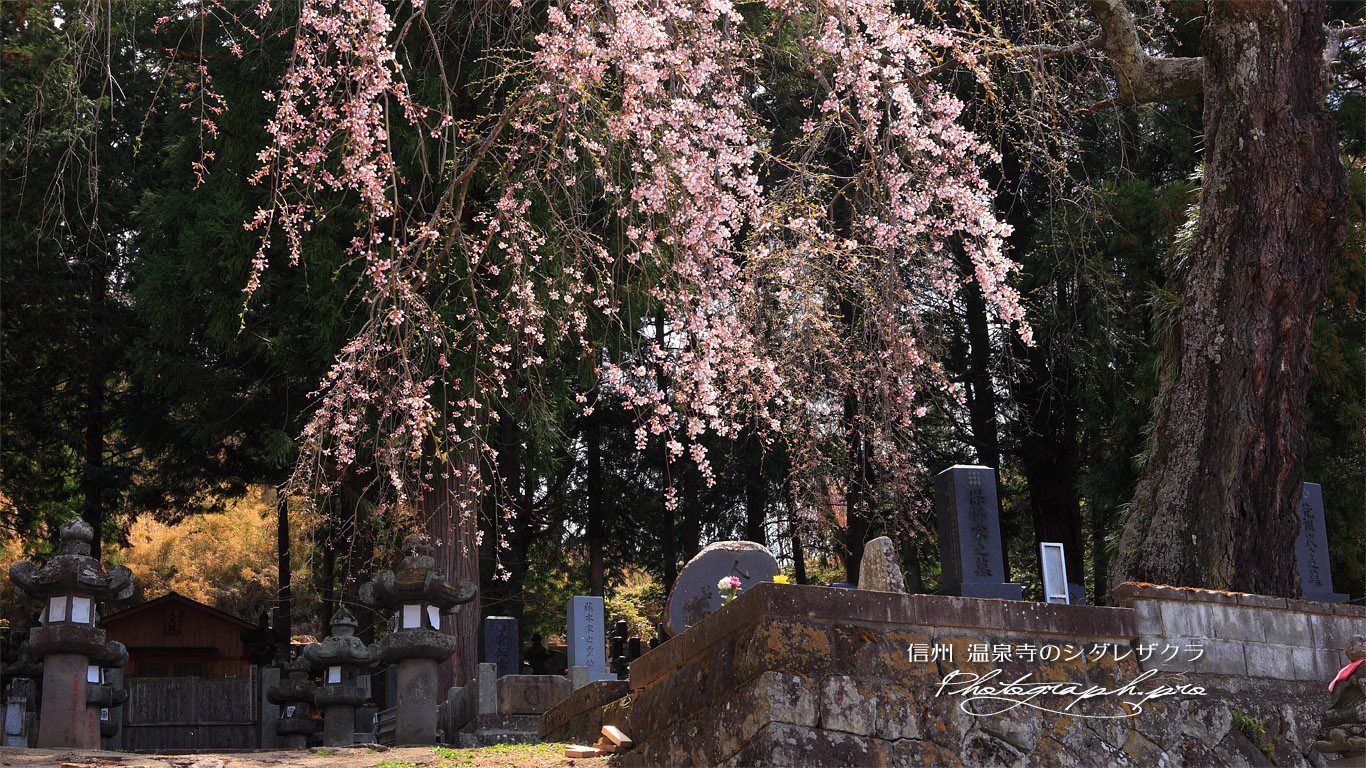 温泉寺のシダレザクラ（A樹） 壁紙
