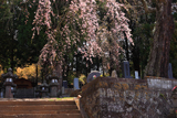 温泉寺のシダレザクラ（A樹）
