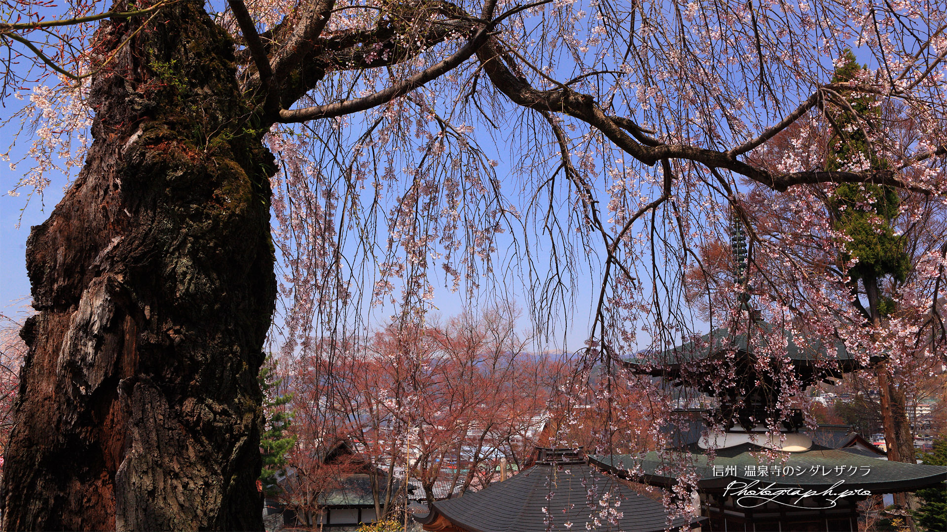 温泉寺のシダレザクラ（B樹）