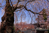 温泉寺のシダレザクラ（B樹）