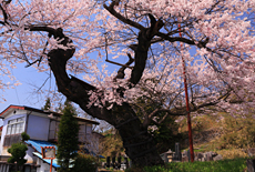 武居桜