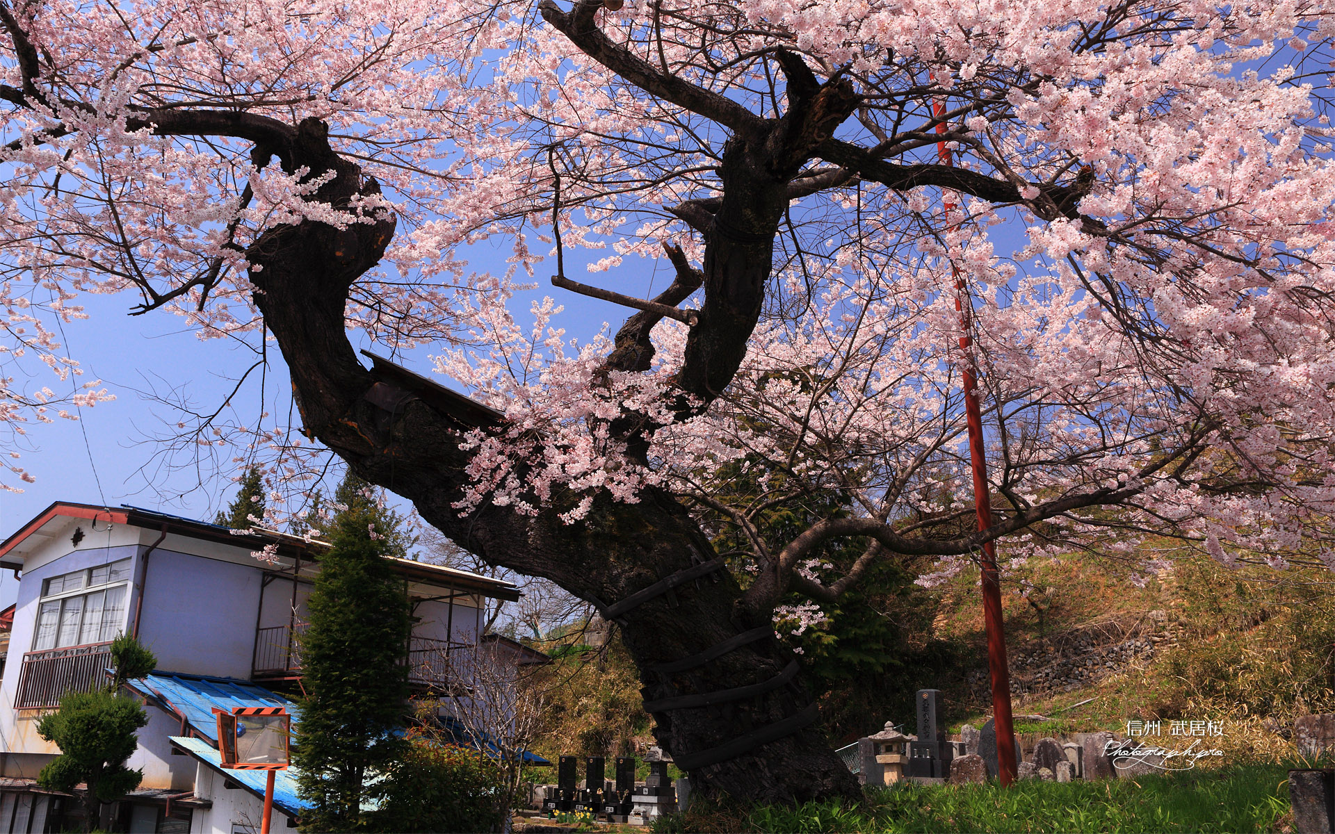 武居桜