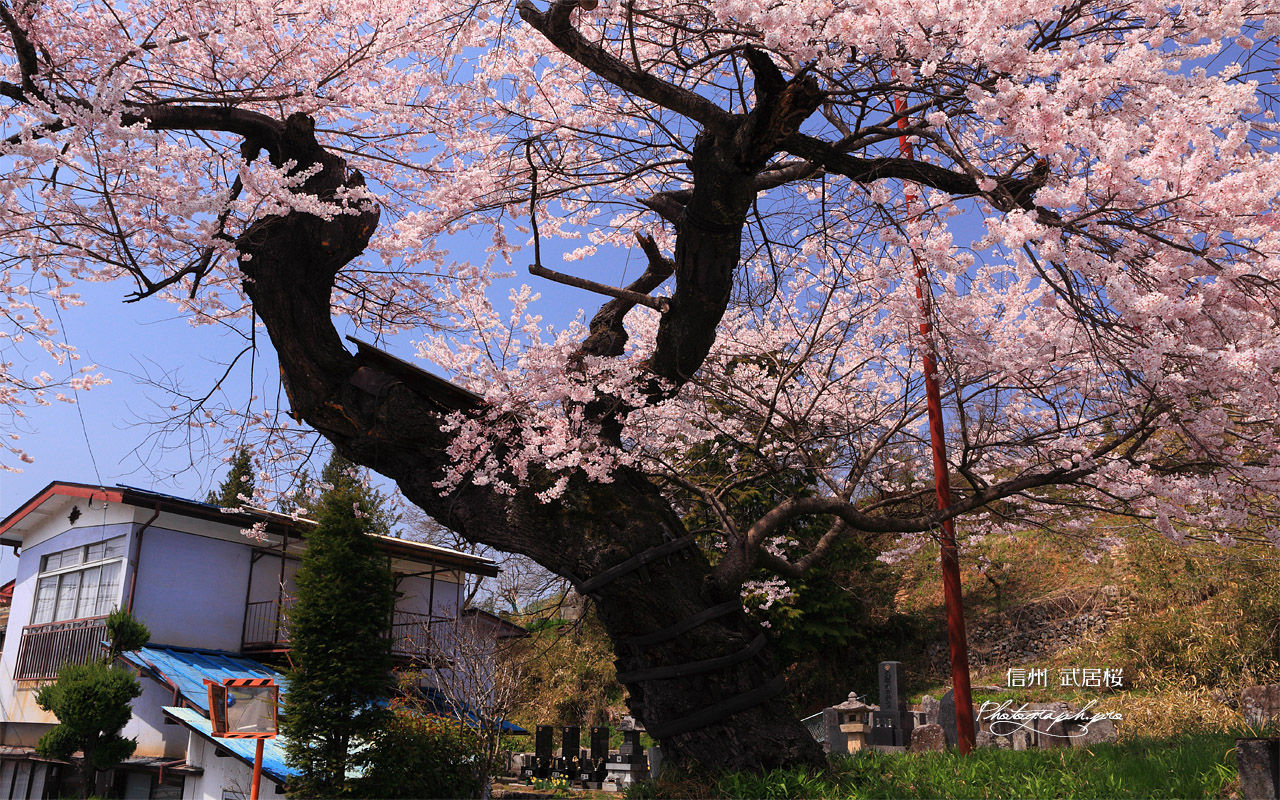 武居桜 壁紙