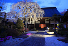 法光寺のしだれ桜