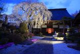 法光寺のしだれ桜