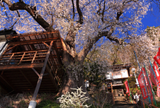 岩谷堂観音義仲桜